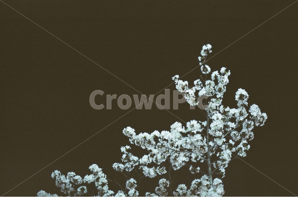 벚꽃,꽃,봄,필름사진,필름카메라,봄,계절,spring,season,야경,밤,풍경,nightscape,night,landscape,식물,자연,plants,nature,꽃,flower,plant