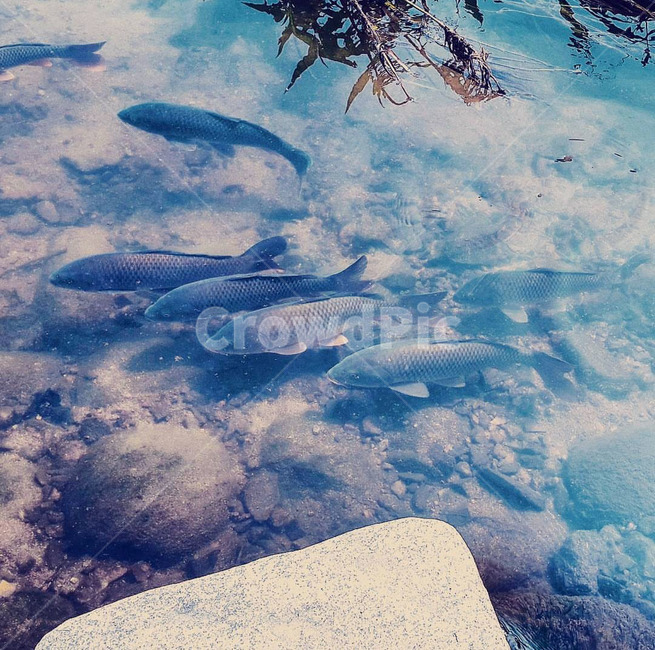 강,시냇물,물고기,맑은물,물고기때,동물,animal,어류,물고기,fish