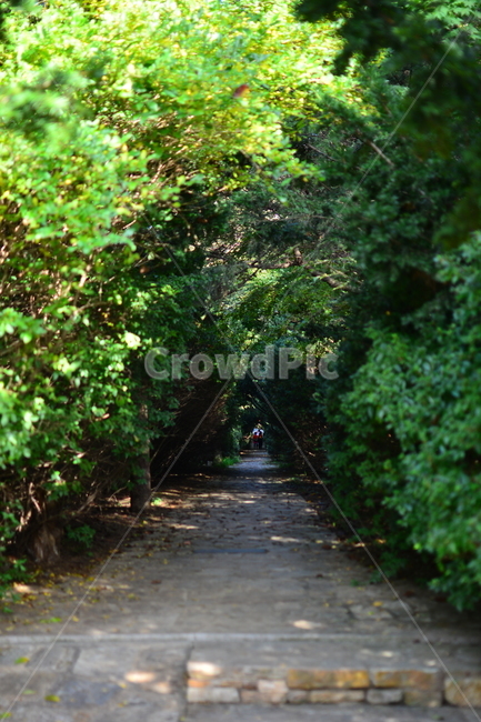 공원,가을,동산,산책로,길,나무계단,숲,단풍,자연,풍경,nature,landscape,숲속,공기,맑은공기,계절,색깔,녹색,초록,계단,선선한,시원한,걷다,자연,풍경,nature,landscape,garden,정원,outdoors,옥외,arbour,정자