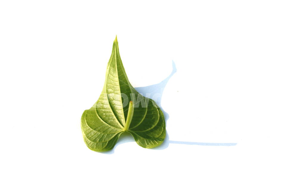 closeup,fresh,green,heart,heartshape,leaf,leaves,macro,natural,nature,plant,single,solo,sponge gourd,클로즈업,신선한,그린,녹색,하트,하트모양,모양,하트잎,잎,나뭇잎,잎사귀,자연,식물,수세미잎,흰배경,뒷면,식물,자연,plants,nature,누끼,remove background