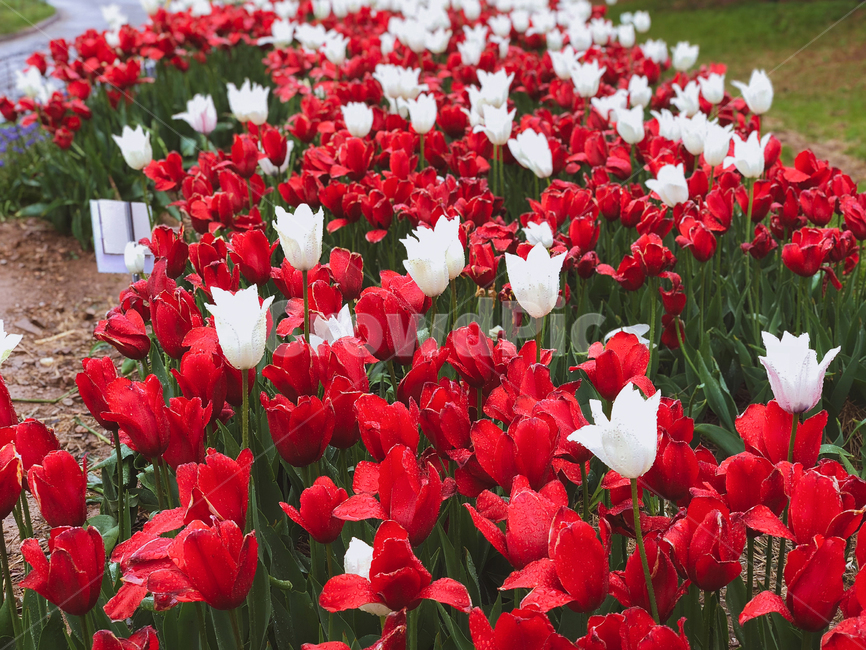 plant,식물,flower,blossom,꽃,식물,자연,plants,nature,꽃,flower