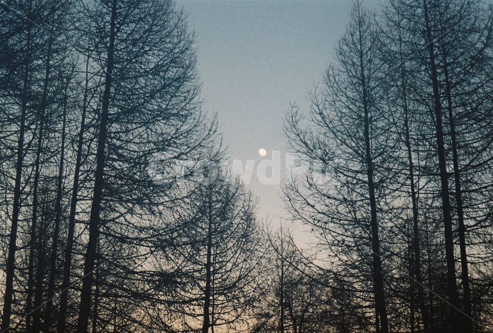몽골,겨울,나무,보름달,자연