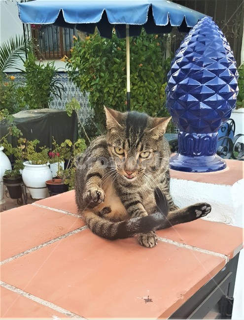 고양이,순간포착,스페인,길고양이,동물,귀여운,cat,spain,rordcat,animal,cute,grooming,애완동물,pet,그루밍,애기고양이,babycat,동물,animal,포유류,mammal,고양이,cat,kitten,kitty