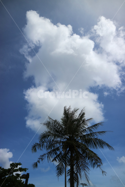 야자수,야자나무,구름,하늘,괌,palmtree,sky,cloud,자연,풍경,nature,landscape,weather,날씨,tree,나무,plant,식물,cumulus,적운,outdoors,옥외