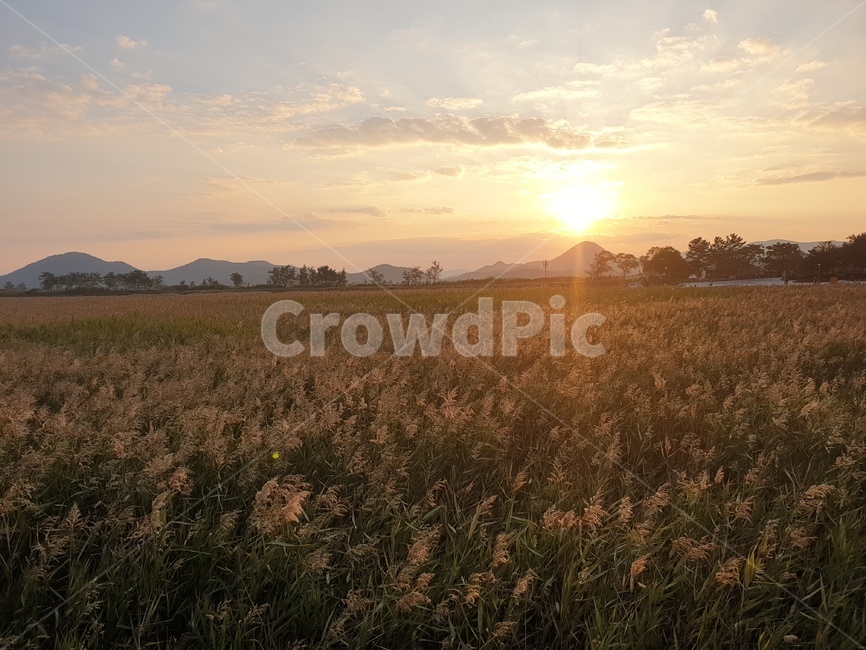 자연,nature,sunset,순천만,갈대밭,자연,풍경,nature,landscape