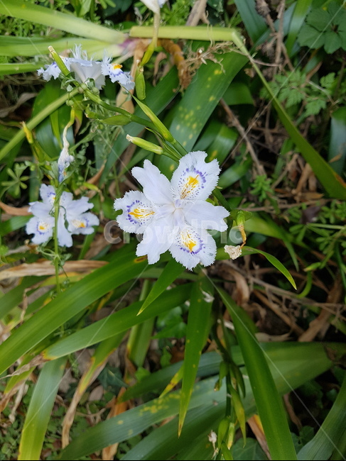 붓꽃,꽃,식물,flower,술붓꽃,식물,자연,plants,nature,꽃,flower