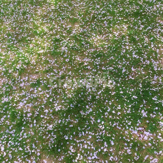 벚꽃,잔디,봄,꽃잎,벚꽃잎,푸릇푸릇,초록,잔디밭,캐나다,뒷동산