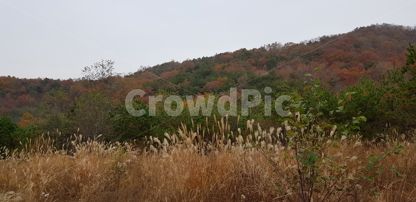 가을풍경,가을산풍경,단풍,가을야산,억새풀,가을,계절,fall,autumn,season,plant,식물,grass,잔디