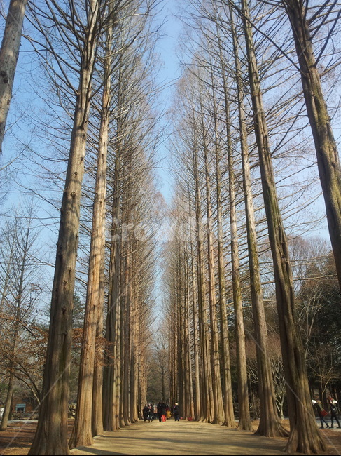 겨울,나무,겨울나무,큰나무,산책로