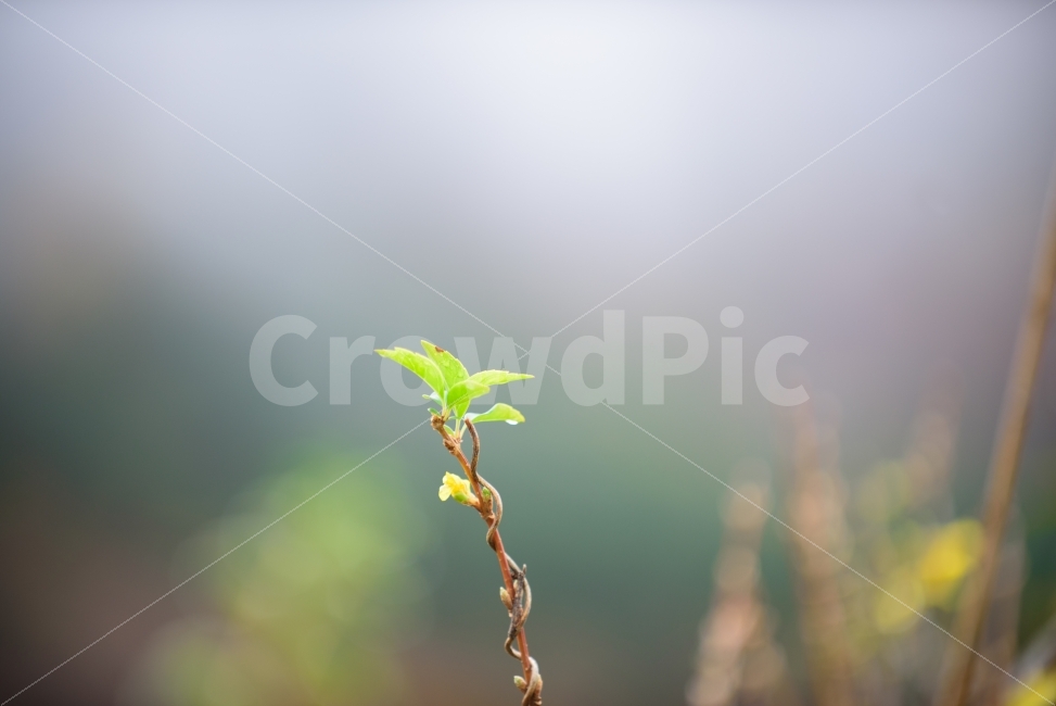 새싹,이파리,잎,비,여린,식물,자연,녹색,봄,빛,plant,leaf,rain,natrue,background,배경,green,spring,light,휴식,힐링,rest,relaxation,healing,식물,자연,plants,nature,감성,sensible,feeling