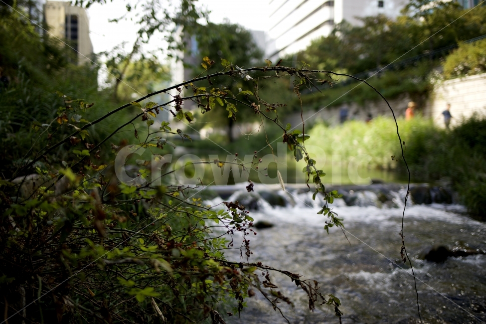 청계천,강,풀,자연,환경,식물,자연,plants,nature