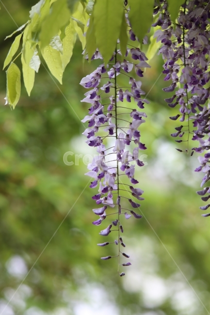 등나무꽃,꽃,보라색꽃,식물,등나무,식물,자연,plants,nature,꽃,flower