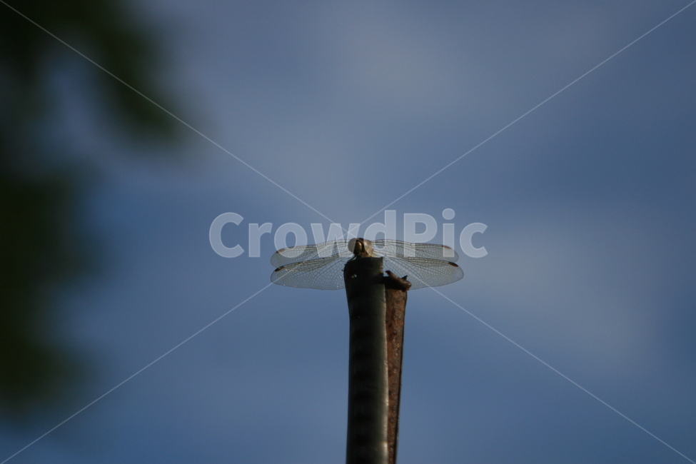 insect,곤충,dragonfly,잠자리,bug,벌레,곤충,벌레,insect,bug