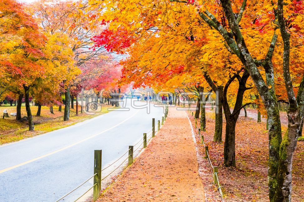 A national park,autumn foliage road,tree trunk,fallen leaves,road,Maple tree,sight,season,treetrunk,park,Maple,nature,tree,leaf,paved road,grounds,colonnade,plant,temple,Naejangsa Temple,autumn