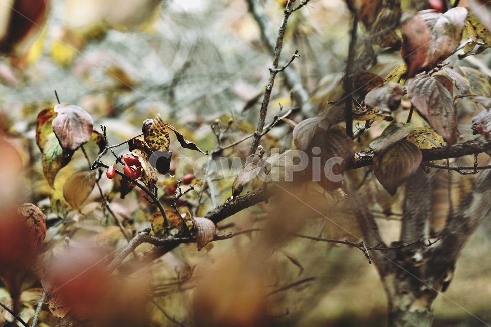 가을,공원,나뭇가지,fall,park,tree,나무열매,갈색,brown,가을,계절,fall,autumn,season,식물,자연,plants,nature