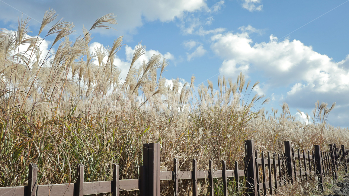 힐링,가을,갈대,억새,하늘,자연,가을,계절,fall,autumn,season,자연,풍경,nature,landscape,grass,잔디,plant,식물