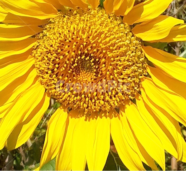 해바라기,노랑색,sunflower,꽃,자연,식물,식물,자연,plants,nature,꽃,flower