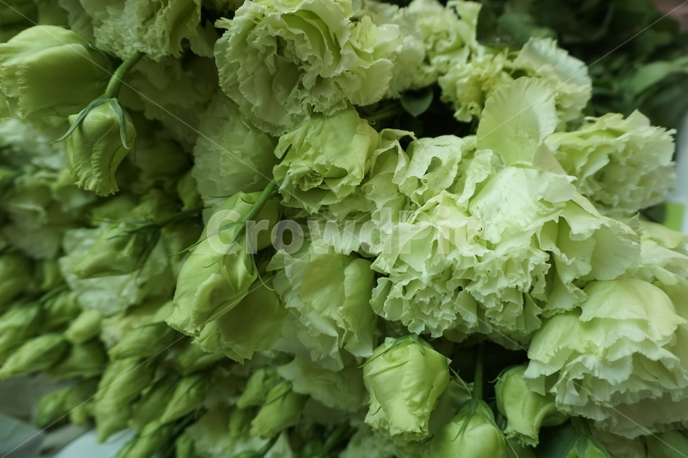 장미,꽃,flower,식물,봄,꽃,flower