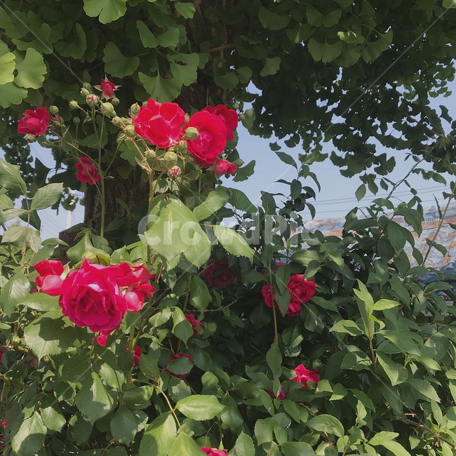 산책,꽃,나무,풍경,자연