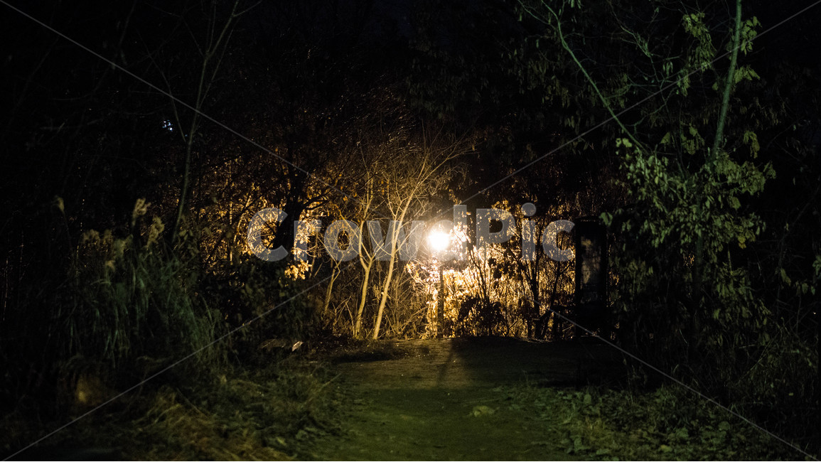 가로등,밤,야경,산책,낙엽,자연,풍경,nature,landscape,야경,밤,nightscape,night,light,빛,flare,플레어