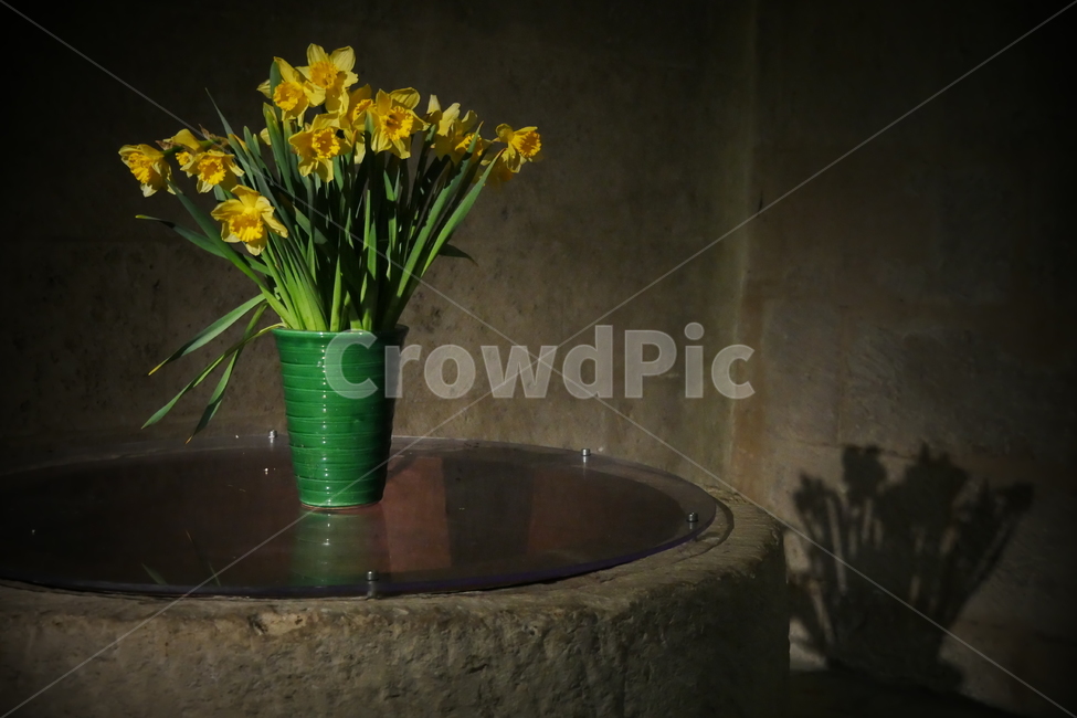 나르시스,수선화,나르시즘,꽃병,꽃,flower,식물,plant,노랑,yellow,노란꽃,shadow,그림자,전설,꽃말,애착,자기애,사물,오브제,objet,데코,장식