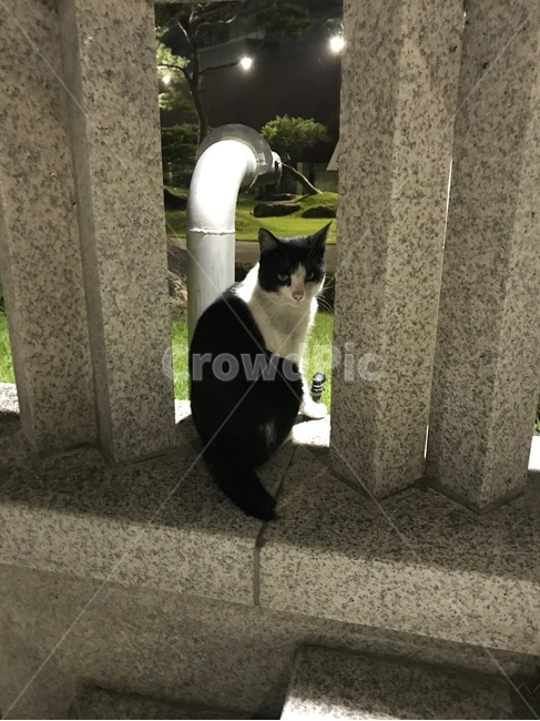 고양이,길고양이,아이컨텍,검은고양이,cat,blackcat,동물,animal,포유류,mammal,고양이,cat,kitten,kitty