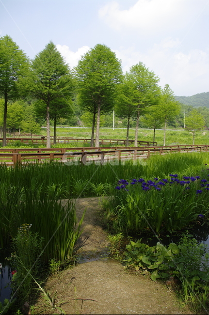 초록,신록,나무,식물,plant,자연,풍경,nature,landscape,outdoors,옥외,field,들,grassland,목초지,rural,농촌,building,건물,tree,fir,전나무