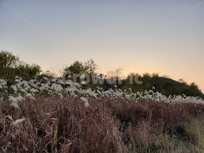 하늘,노을,석양,자연,억새,풍경,나무,풀,sky,sunset,nature,landscape,flamegrass,grass,가을,계절,fall,autumn,season,자연,풍경,nature,landscape,잔디,plant,식물