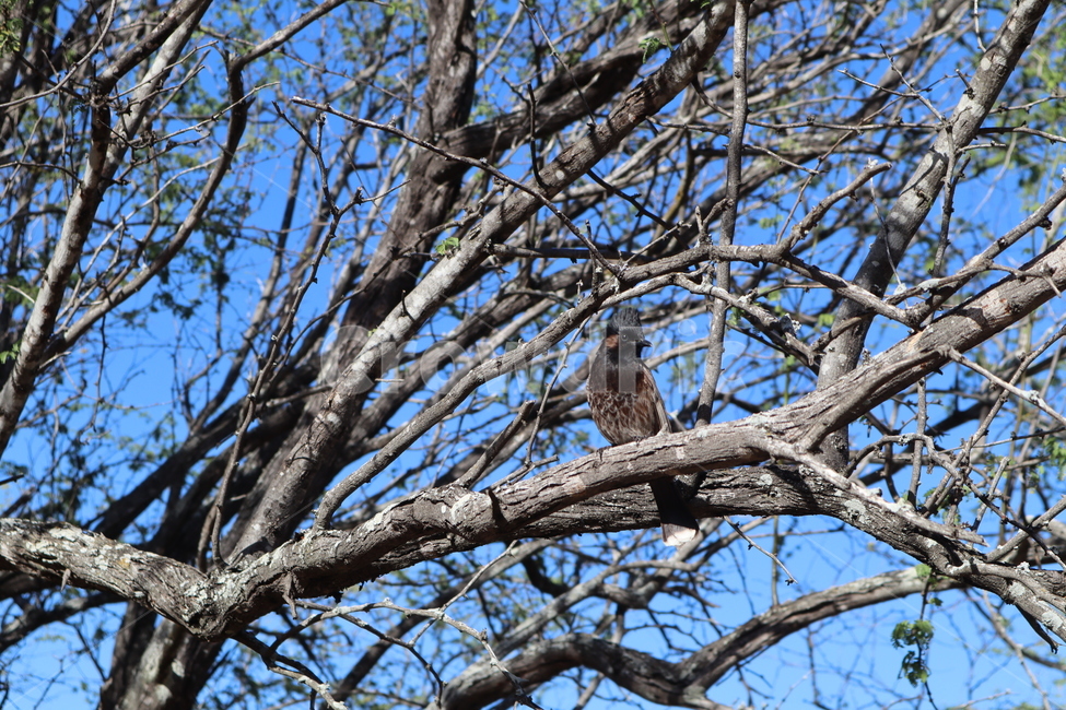 tree,나무,bird,새,나무줄기,treetrunk,조류,새,birds