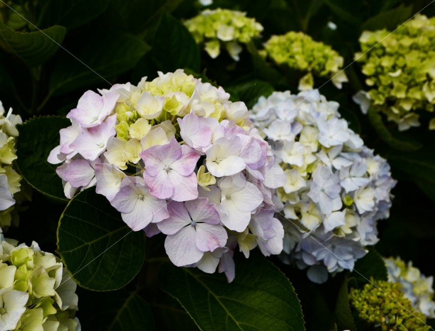 수국,꽃,식물,감성,자연,식물,자연,plants,nature,꽃,flower