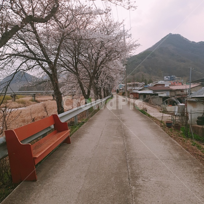 도로,길,벚꽃,나무,시골,풍경,봄,경북,문경,식물,자연,plants,nature,꽃,flower,나무,trees,wood