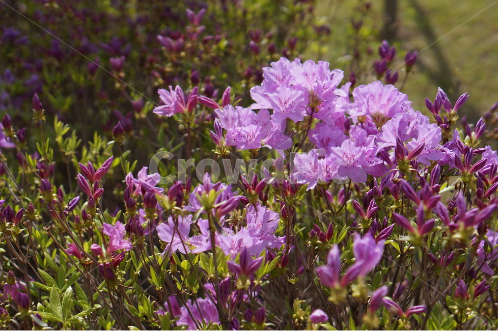 영산홍,길가,붉음,봄,빛,나무,봄,계절,spring,season,식물,자연,plants,nature,꽃,flower,plant,blossom,geranium,제라늄
