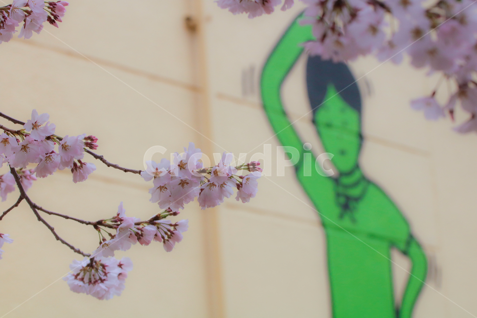벚꽃,봄,꽃,식물,낙서,봄,계절,spring,season,식물,자연,plants,nature,꽃,flower,plant,blossom,cherry blossom