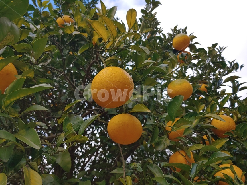 감귤,나무,감귤나무,귤,과일,과일나무,제주,특산물,tangerine,mandarin