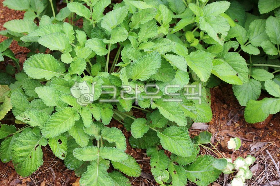 단삼,약초,약용식물,단삼재배,약초재배,특용작물