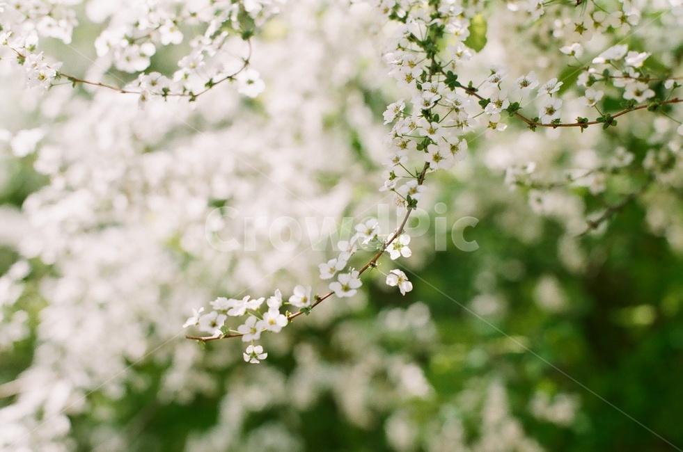 꽃,식물,감성,색상,색감,flower,색체,spring,봄,healing,감성사진,배경,배경화면,사랑,힐링,필름,자연,color,계절,nature,예쁜,아름다운,식물,자연,plants,nature,꽃,flower
