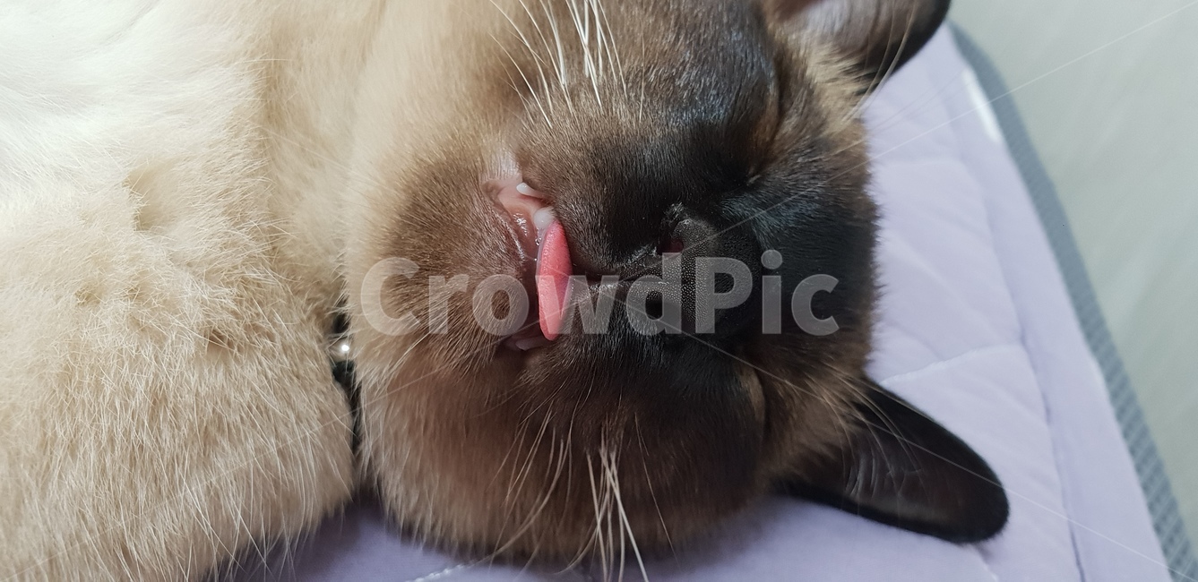 고양이,샴,반려동물,cat,동물,고냥이,샤미,샤미즈,animal