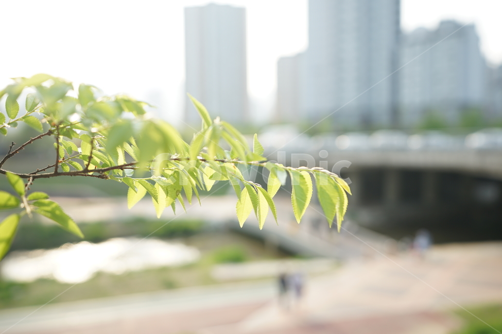 봄,잎,나무,그린,녹색,식물,잎사귀,빛,생명,풍경,green,감성사진,감성,식물,자연,plants,nature,휴식,힐링,rest,relaxation,healing