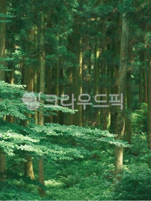 아름다운, 수풀, 나뭇가지, 나무가지, 숲속, 사진,이미지,일러스트,캘리그라피 - 돌하르냥작가