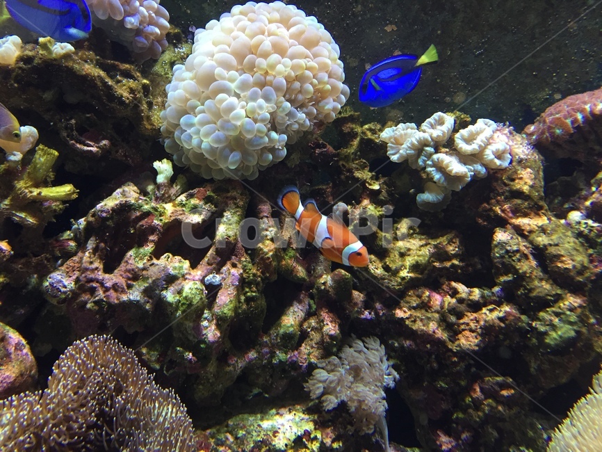 물고기,수족관,아쿠아리움,니모,크라운피쉬,동물,animal,어류,물고기,fish