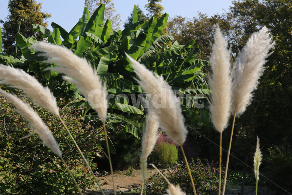 팜파스,팜파스축제,억새꽃,자연농원,가을,가을,계절,fall,autumn,season,식물,자연,plants,nature,plant,grass,잔디,lawn,reed,갈대