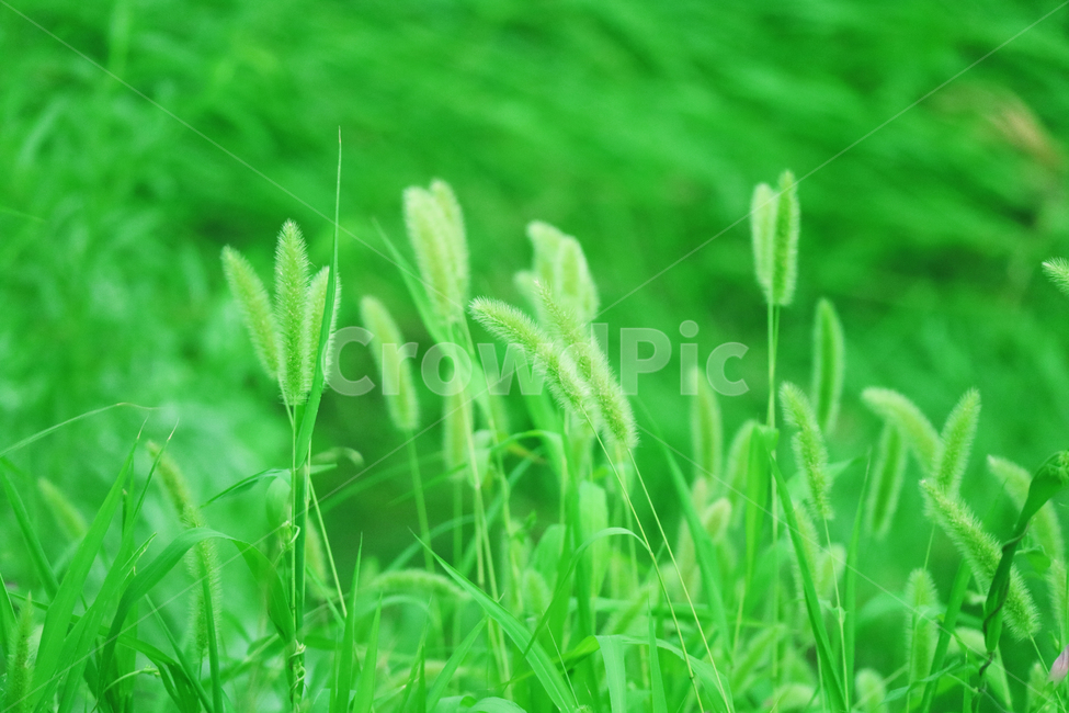 강아지풀,식물,풀,풀밭,수풀,잡초,초록,여름,자연,식물,자연,plants,nature