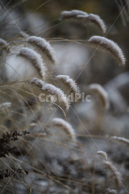 눈,계절,겨울,강아지풀,식물,plant