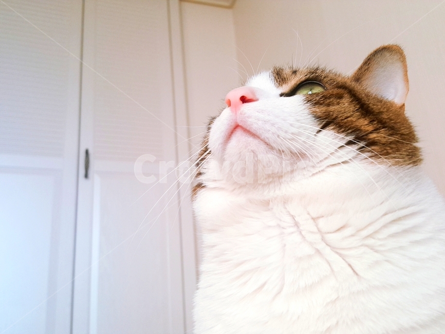 고양이,cat,귀여운,호기심,예쁜,순한