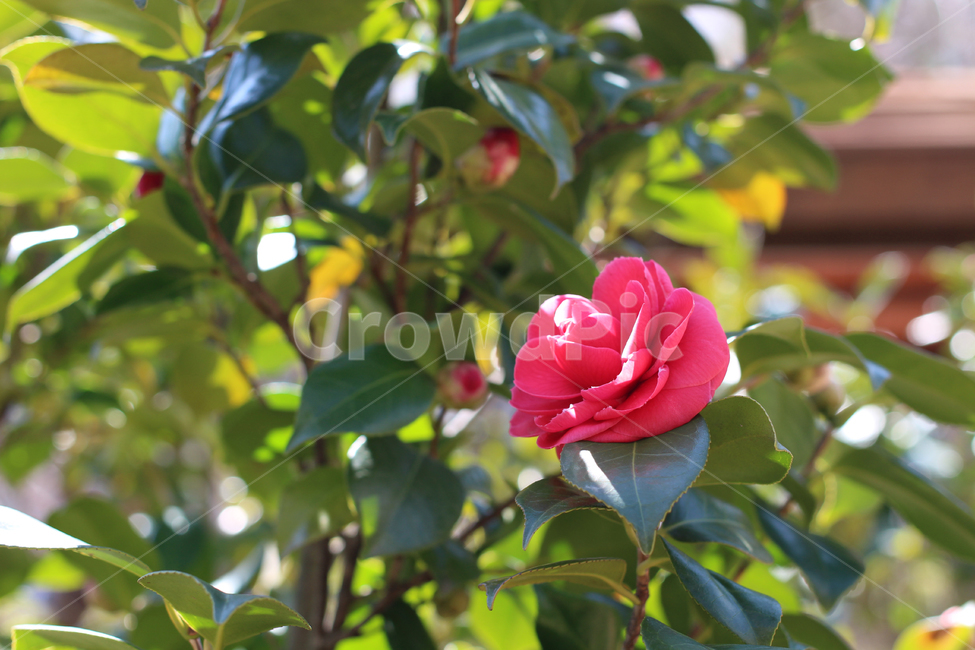 봄,동백꽃,나무,빨간꽃,동백나무,식물,자연,plants,nature,꽃,flower