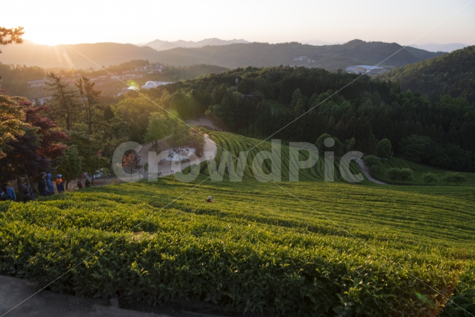 보성녹차,보성,녹차밭,여행,힐링,자연,풍경,nature,landscape,시골,마을,country,rural,town,산업,industry,industrial,농업,농사,agriculture,farming,farming industry
