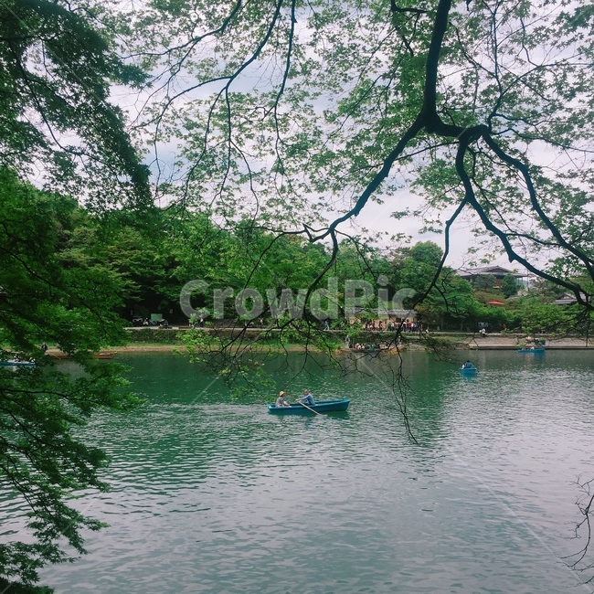호수,배,보트,노젓는사람,교토,일본,잔잔한,평화,사랑,평온,lake,전진,흘러가는