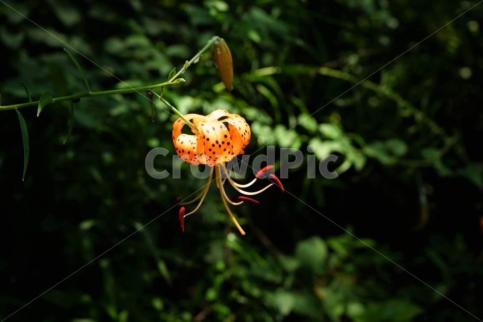 참나리,자연,반점,호랑이,숲속,tigerlily,crumblelily,nature,tiger,forest,woods,식물,자연,plants,nature,꽃,flower