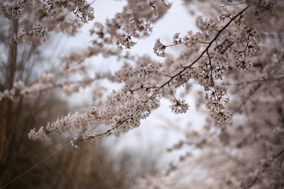 plant,식물,flower,꽃,blossom,벚꽃,봄,식물,자연,plants,nature,꽃,flower