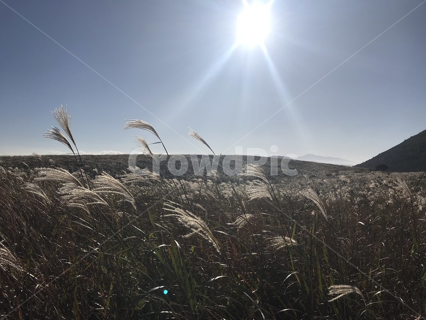 감성사진,억새,빛,태양,가을,자연,풍경,nature,landscape,grass,잔디,plant,식물,lawn,reed,갈대